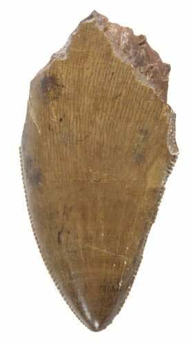 Serrated, Partial Tyrannosaur Tooth - Montana #42914